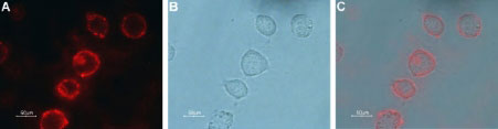 Expression of mGluR7 in rat PC12 cells Immunocytochemical staining of live intact rat pheochromocytoma PC12 cells. A. Cells were stained with Anti-mGluR7 (extracellular) antibody (#WGA1254), (1:100), followed by goat anti-rabbit-AlexaFluor-594 secondary antibody (red). B. Live view of the cells. C. Merge of the two pictures.