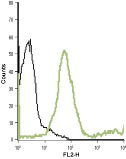 Indirect flow cytometry analysis of live intact human T cell leukemia (Jurkat) cell line: Black: Unstained cells + goat-anti-rabbit-PE. Green: Cells + Anti-mGluR7 (extracellular) antibody (#WGA1254), (1:20) + goat-anti-rabbit-PE.