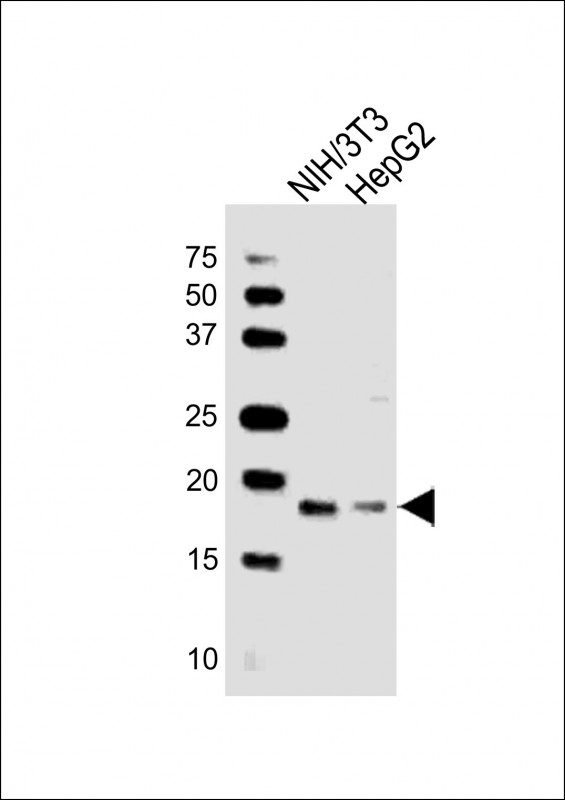 All lanes : Anti-Hmga2 Antibody (C-term) at 1:1000 dilution Lane 1: NIH/3T3 whole cell lysates Lane 2: HepG2 whole cell lysates Lysates/proteins at 20 µg per lane. Secondary Goat Anti-Rabbit IgG, (H+L), Peroxidase conjugated at 1/10000 dilution Predicted band size : 12 kDa Blocking/Dilution buffer: 5% NFDM/TBST.