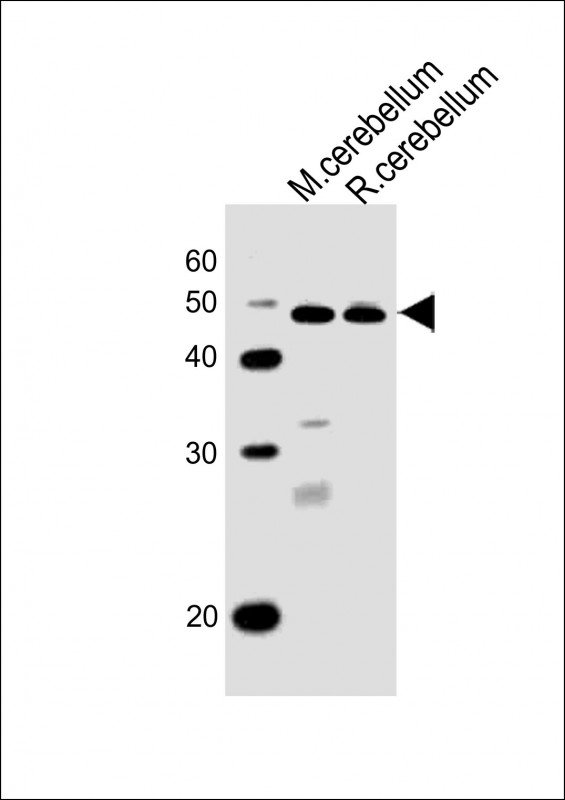 All lanes : Anti-Pax6 Antibody (C-term) at 1:1000 dilution Lane 1: mouse cerebellum lysates Lane 2: rat cerebellum lysates Lysates/proteins at 20 µg per lane. Secondary Goat Anti-Rabbit IgG, (H+L), Peroxidase conjugated at 1/10000 dilution Predicted band size : 47 kDa Blocking/Dilution buffer: 5% NFDM/TBST.