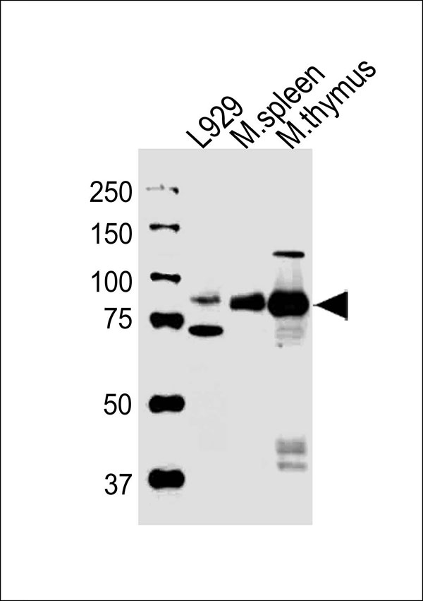 All lanes : Anti-Rps6ka5 Antibody (C-term) at 1:1000 dilution Lane 1: L929 whole cell lysates Lane 2: mouse spleen lysates Lane 3: mouse thymus lysates Lysates/proteins at 20 µg per lane. Secondary Goat Anti-Rabbit IgG, (H+L),Peroxidase conjugated at 1/10000 dilution Predicted band size : 97 kDa Blocking/Dilution buffer: 5% NFDM/TBST.