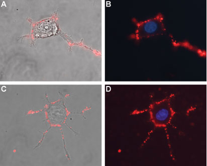 Expression of Na V β 1 in differentiated rat PC12 cells Immunocytochemical staining of live and intact differentiated rat PC12 cells. PC12 differentiation was induced by mNGF 2.5S (>95%) (#N-100). A, C. Merge of Na V β 1 staining using Anti-Na V β 1 (extracellular) antibody (#WGA1238), (1:50), (red) with live cell imaging. B, D. Merge of Na V β 1 staining (1:50), (red) with nuclear staining using DAPI as the counterstain.