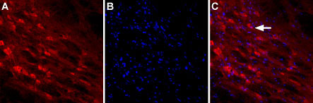 Expression of Neuroligin-2 in rat brain Immunnohistochemical staining of rat reticular thalamic nucleus using Anti-Neuroligin-2 (extracellular) antibody (#WGA1244). A. Neuroligin-2 staining (red) is detected in neuronal outlines (arrow). B. Nucleus staining using DAPI as the counterstain. C. Merged images od A and B.