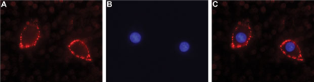 Expression of Neuroligin 2 in rat PC-12 cells Immunocytochemical staining of intact living rat PC-12 cells. A. Extracellular staining of cells using Anti-Neuroligin 2 (extracellular) antibody (#WGA1244), (1:25), followed by goat anti-rabbit-AlexaFluor-594 secondary antibody (red). B. Nuclear staining using DAPI as the counterstain (blue). C. Merged images of A and B.
