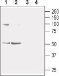 Western blot analysis of mouse (lanes 1 and 3) and rat (lanes 2 and 4) brain membranes: 1-2. Anti-Nicotinic Acetylcholine Receptor α2 (extracellular) antibody (#WGA1245), (1:400). 3-4. Anti-Nicotinic Acetylcholine Receptor α2 (extracellular) antibody, preincubated with the control peptide antigen.