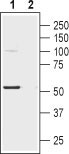 Western blot analysis of human SH-SY5Y neuroblastoma cell lysate: 1. Anti-Nicotinic Acetylcholine Receptor α2 (extracellular) antibody (#WGA1245), (1:200). 2. Anti-Nicotinic Acetylcholine Receptor α2 (extracellular) antibody, preincubated with the control peptide antigen.
