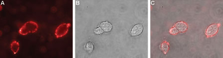 Expression of Nicotinic Acetylcholine Receptor α2 in rat PC12 pheochromocytoma cells Immunocytochemical staining of live intact rat PC12 pheochromocytoma cells. A. Extracellular staining of live cells with Anti-Nicotinic Acetylcholine Receptor α2 (extracellular) antibody (#WGA1245), (1:50), followed by goat anti-rabbit-AlexaFluor-594 (red). B. Live image of the cells. C. Merge of the two images.