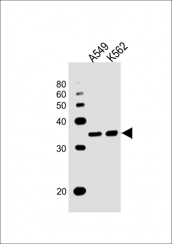 All lanes : Anti-RHOXF2B Antibody (Center) at 1:1000 dilution Lane 1: A549 whole cell lysates Lane 2: K562 whole cell lysates Lysates/proteins at 20 µg per lane. Secondary Goat Anti-Rabbit IgG, (H+L), Peroxidase conjugated at 1/10000 dilution. Predicted band size : 32 kDa Blocking/Dilution buffer: 5% NFDM/TBST.