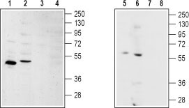 Western blot analysis of rat kidney (lanes 1 and 3) and rat heart (lanes 2 and 4) lysates: 1, 2. Anti-Sphingosine 1-Phosphate Receptor 2 antibody (#WGA1006), (1:200). 3, 4. Anti-Sphingosine 1-Phosphate Receptor 2 antibody, preincubated with the control peptide antigen.