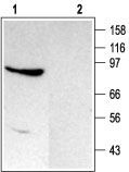 Western blot analysis of rat brain membranes: 1. Anti-TRPC4 antibody (#WGA1146), (1:200). 2. Anti-TRPC4 antibody, preincubated with the control peptide antigen.