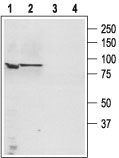 Western blot analysis of PC3 (lanes 1,3) and LNCaP cell lysates: 1. Anti-TRPC4 antibody (#WGA1146), (1:200). 2. Anti-TRPC4 antibody, preincubated with the control peptide antigen.