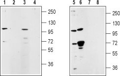 Western blot analysis of rat lung membrane (lanes 1 and 2), rat testes (lanes 3 and 4), mouse ms1 cells (lanes 5 and 7) and human LNCaP cell (lanes 6 and 8) lysates: 1, 3, 5, 6. Anti-TRPM5 antibody (#WGA1142), (1:200). 2, 4, 7, 8. Anti-TRPM5 antibody, preincubated with the control peptide antigen.