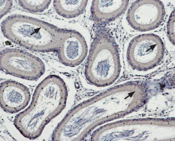 Expression of TRPM5 in rat testes Immunohistochemical staining of rat epididymis paraffin embedded sections using Anti-TRPM5 antibody (#WGA1142), (1:100). TRPM5 is expressed in principal cells within the epididymal epithelium (arrows). Hematoxilin is used as the counterstain.