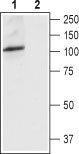 Western blot analysis of rat brain lysate: 1. Anti-TRPV4 (extracellular) antibody (#WGA1246), (1:200). 2. Anti-TRPV4 (extracellular) antibody, preincubated with the control peptide antigen.