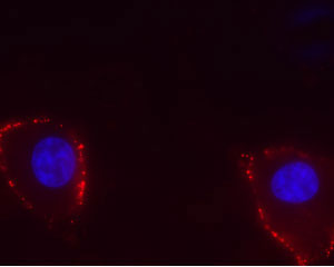 Expression of TRPV4 in human U-87 cells Immunocytochemical staining of live intact human brain glioblastoma U-87 cells. Extracellular staining of cells using Anti-TRPV4 (extracellular) antibody (#WGA1246), (1:25), (red) followed by goat anti-rabbit-AlexaFluor-594 secondary antibody. DAPI was used as the counterstaining (blue).