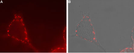 Expression of TRPV4 in human U-87 cells Immunocytochemical staining of live intact human brain glioblastoma U-87 cells. A. Extracellular staining of cells with Anti-TRPV4 (extracellular) antibody (#WGA1246), (1:25) followed by goat anti-rabbit-AlexaFluor-594 secondary antibody. B. Merged images of live cells with A.