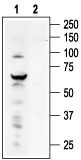 Western blot analysis of ND7/23 cell line lysate: 1. Anti-TRPV4 antibody (#WGA1235), (1:200). 2. Anti-TRPV4 antibody, preincubated with the control peptide antigen.
