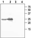 Western blot analysis of mouse salivary gland (1 and 3) and rat lung (2 and 4): 1, 2. Anti-Aquaporin 5 antibody (#WGA1053), (1:200). 3, 4. Anti-Aquaporin 5 antibody, preincubated with the control peptide antigen.