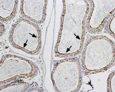 Expression of Aquaporin 9 in rat epididymus Immunohistochemical staining of rat testis paraffin embedded section using Anti-Aquaporin 9 antibody (#WGA1051), (1:100). Aquaporin 9 (brown staining) is expressed in the columnar epithelium of the epididymus (arrows). Hematoxilin is used as the counterstain.
