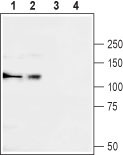 Western blot analysis of rat brain (lanes 1 and 3) and K562 (lanes 2 and 4) lysates: 1, 2. Anti-Ca V α2δ3 (extracellular) antibody (#WGA1247), (1:200). 3, 4. Anti-Ca V α2δ3 (extracellular) antibody preincubated with the control peptide antigen.