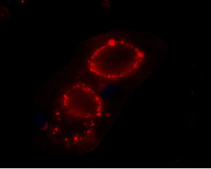 Expression of Ca V α2δ3 in rat PC12 cells Immunocytochemical staining of intact living PC12 cells. Extracellular staining of cells using Anti-Ca v α2δ3 (extracellular) antibody (#WGA1247), (1:25) followed by goat anti-rabbit-AlexaFluor-594 secondary antibody.