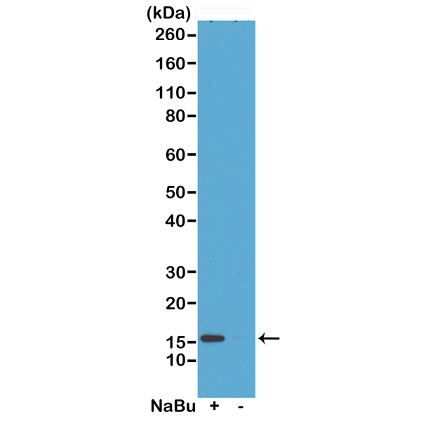 Western Blot of acid extracts from HeLa cells<code><br /></code> treated (+) or untreated (-) with sodium butyrate,<code><br /></code>using RM221 at 0.5 ug/mL, showed a band of<code><br /></code>histone H2A.Z acetylated at Lysine 4 in treated<code><br /></code>HeLa.<code><br /></code>