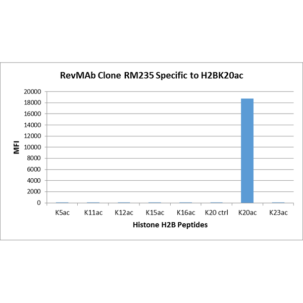 RM235 specifically reacts to Histone H2B acetylated<code><br /></code>at Lysine 20 (K20ac). No cross reactivity with non-<code><br /></code> modified Lysine 20 or other acetylated Lysines in<code><br /></code> histone H2B.<code><br /></code>
