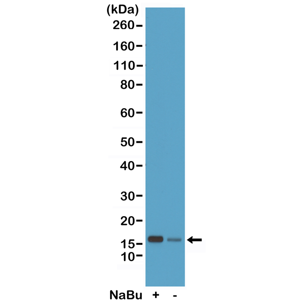 Western Blot of acid extracts from HeLa cells<code><br /></code> treated (+) or untreated (-) with sodium butyrate,<code><br /></code>using RM235 at 0.5 ug/mL.<code><br /></code>
