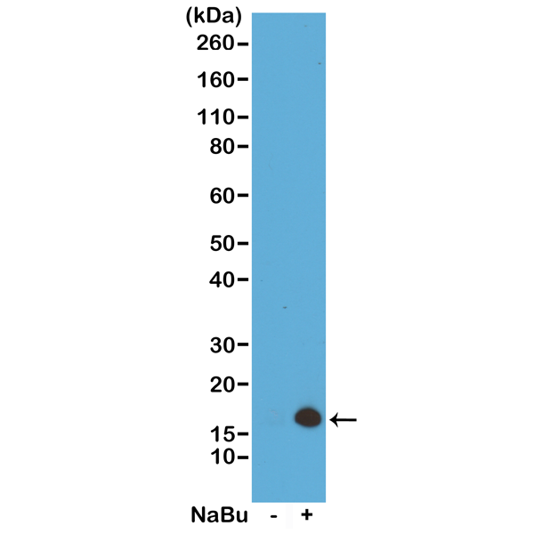 Western Blot of acid extracts from HeLa cells <code><br /></code> untreated (-) or treated with sodium butyrate (+),<code><br /></code> using RM149 at 0.5 ug/mL, showed a band of <code><br /></code>histone H3 acetylated at Lysine 4 in treated<code><br /></code> HeLa.<code><br /></code>