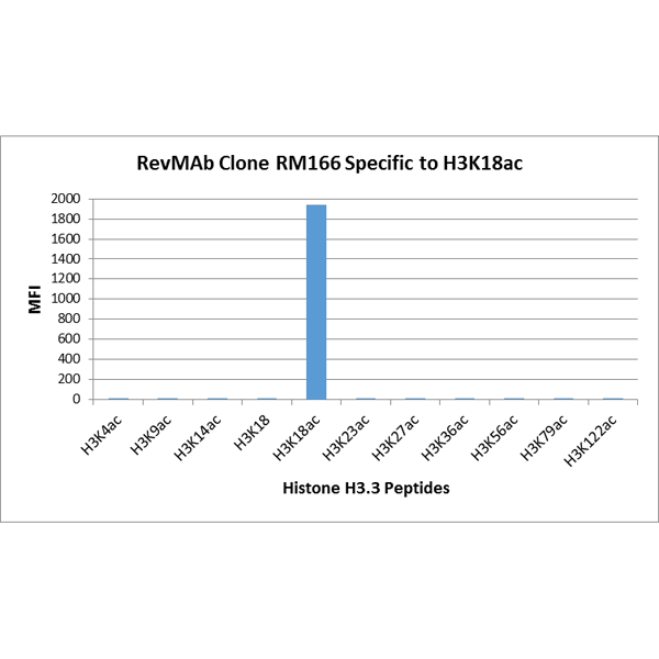 RM166 specifically reacts to Histone H3<code><br /></code> acetylated at Lysine 18 (K18ac). No cross reactivity<code><br /></code> with acetylated Lysine 4 (K4ac), Lysine 9 (K9ac), <code><br /></code> Lysine 14 (K14ac), Lysine 23 (K23ac), Lysine 27 <code><br /></code> (K27ac), Lysine 36 (K36ac), Lysine 56 (K56ac), <code><br /></code> Lysine 79 (K79ac), or Lysine 122 (K122) in Histone H3.<code><br /></code>