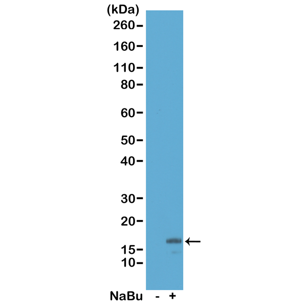 Western Blot of acid extracts from HeLa cells <code><br /></code> untreated (-) or treated with sodium butyrate (+),<code><br /></code> using RM166 at 0.5 ug/mL, showed a band of <code><br /></code>histone H3 acetylated at Lysine 18 in treated<code><br /></code> HeLa.<code><br /></code>