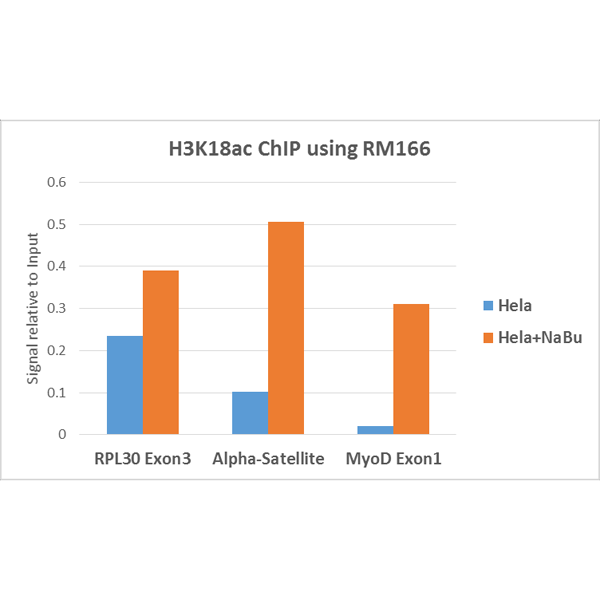 ChIP performed on HeLa cells with or without <code><br /></code>Sodium Butyrate treatment, using H3K18Ac <code><br /></code>antibody (RM166, 5ug). Real-time PCR was <code><br /></code>performed using primers specific to the gene<code><br /></code>indicated.<code><br /></code>