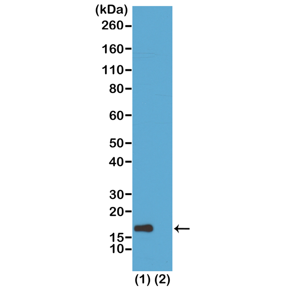 Western Blot of acid extracts from HeLa cells <code><br /></code> untreated (-) or treated with sodium butyrate (+),<code><br /></code> using RM179 at 1 ug/mL, showed a band of <code><br /></code>histone H3 acetylated at Lysine 56 in treated<code><br /></code> HeLa.<code><br /></code>
