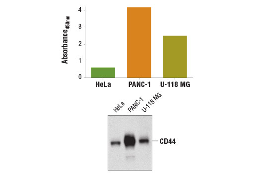  Figure 1: CD44 protein from HeLa, PANC-1 and U-118 MG cells was detected using the PathScan® Total CD44 Sandwich ELISA Kit #13819. The absorbance readings at 450 nm are shown in the top figure, while the corresponding western blot using CD44 (8E2) Mouse mAb #5640 is shown in the bottom figure.