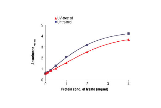 The relationship between lysate protein concentration from untreated and UV treated HeLa cells and the absorbance at 450 nm using PathScan® Total Chk1 Sandwich ELISA Antibody Pair #7873 is shown. HeLa cells were treated with UV at 100 mj, incubated for 60 minutes at 37ºC and then lysed.