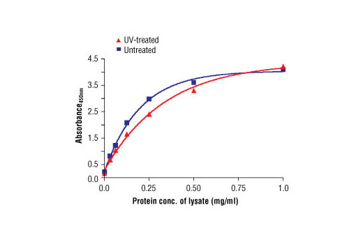 The relationship between the protein concentration of lysates from untreated and UV-treated HeLa cells and the absorbance at 450 nm using the PathScan® Total Chk2 Sandwich ELISA Antibody Pair #7090 is shown.