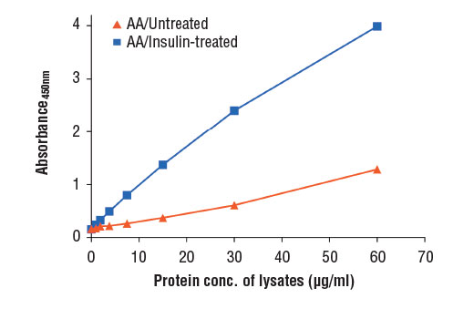 Figure 2: The relationship between protein concentration of lysates from amino acid (AA)/untreated and AA/insulin-treated HEK-293T and the absorbance at 450 nm as detected by the PathScan ® Phospho-4E-BP1 (Ser65) Sandwich ELISA Kit is shown.