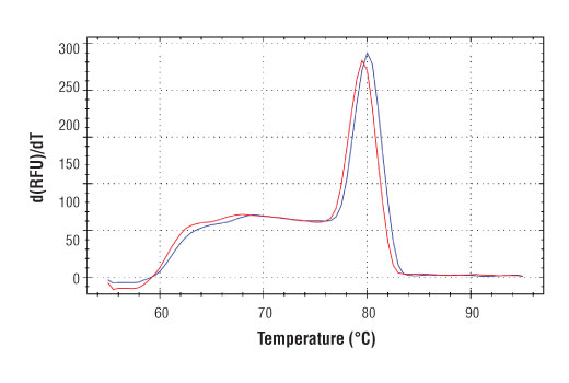 PCR product melting curves were obtained for real-time PCR reactions performed using SimpleChIP ® Human PTMA Downstream Primers. Data is shown for both duplicate PCR reactions using 20 ng of total DNA. The melt curve consists of 80 melt cycles, starting at 55°C with increments of 0.5°C per cycle. Each peak is formed from the degradation of a single PCR product.