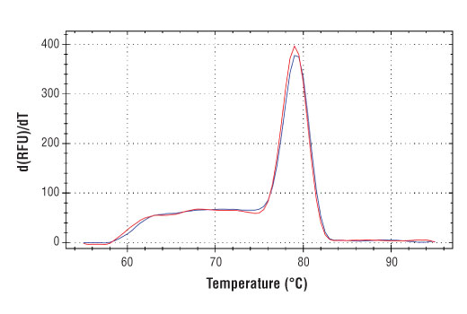 PCR product melting curves were obtained for real-time PCR reactions performed using SimpleChIP ® Human SF3B3 Exon 1 Primers. Data is shown for both duplicate PCR reactions using 20 ng of total DNA. The melt curve consists of 80 melt cycles, starting at 55°C with increments of 0.5°C per cycle. Each peak is formed from the degradation of a single PCR product.