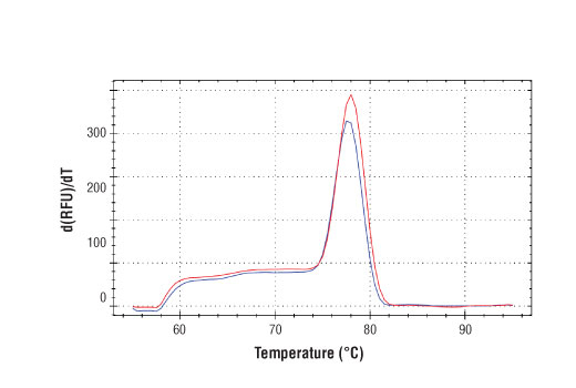 PCR product melting curves were obtained for real-time PCR reactions performed using SimpleChIP ® Human TRIO Exon 57 Primers. Data is shown for both duplicate PCR reactions using 20 ng of total DNA. The melt curve consists of 80 melt cycles, starting at 55°C with increments of 0.5°C per cycle. Each peak is formed from the degradation of a single PCR product.