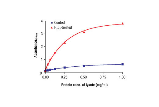 Figure 2. The relationship between the protein concentration of lysates from untreated and H 2 O 2 -treated Hep G2 cells and the absorbance at 450 nm using the PathScan ® Phospho-Acetyl-CoA Carboxylase (Ser79) Sandwich ELISA Kit is shown.