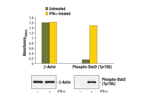 Figure 1. Treatment of HeLa cells with IFN-α stimulates phosphorylation of Stat3 at Tyr705 as detected by PathScan ® Phospho-Stat3 (Tyr705) Sandwich ELISA Kit #7300, but does not affect the level of β-actin as detected by PathScan ® Total β-Actin Sandwich ELISA Kit #7880. HeLa cells were treated with 100 ng/ml IFN-α for ten minutes at 37ºC before lysis. Absorbance at 450 nm is shown in the top figure, while the corresponding western blots using Phospho-Stat3 (Tyr705) (3E2) Mouse mAb #9138 (right panel) or Total β-Actin (13E5) Rabbit mAb #4970 (left panel) are shown in the bottom figure.