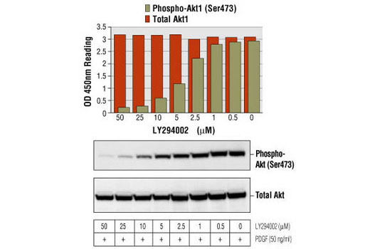 Figure 1: Treatment of NIH/3T3 cells with various concentrations of LY294002 blocks PDGF-stimulated phosphorylation of Akt1 at serine 473 detected by PathScan Phospho-Akt1 (Ser473) Sandwich ELISA kit , #7160, but does not affect the level of total Akt1 protein detected by PathScan Total Akt1 Sandwich ELISA kit #7170. OD450 readings are shown in the top figure, while the corresponding Western blot, using Phospho-Akt (Ser473) Antibody #9271 or Akt Antibody #9272, is shown in the bottom figure.