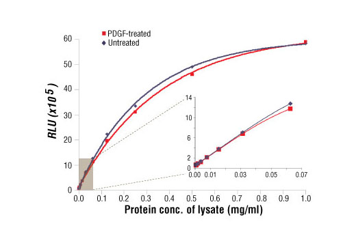Relationship between protein concentration of lysates from untreated and PDGF-treated NIH/3T3 cells and immediate light generation with chemiluminescent substrate is shown. Cells (80% confluence) were treated with PDGF #9909 (50 ng/ml) and lysed after incubation at 37ºC for 20 minutes. Graph inset corresponding to the shaded area shows high sensitivity and a linear response at the low protein concentration range.