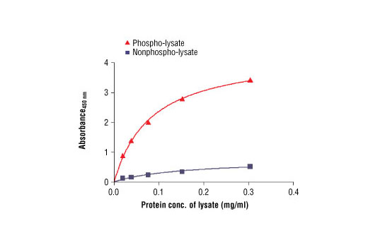 Figure 2: The relationship between protein concentration of phospho or non-phospho lysates and the absorbance at 450 nm is shown. Unstarved Karpas299 cells were cultured (10 6 cells/ml) and lysed with or without addition of phosphatase inhibitor to the lysis buffer (phospho or non-phospho lysate).