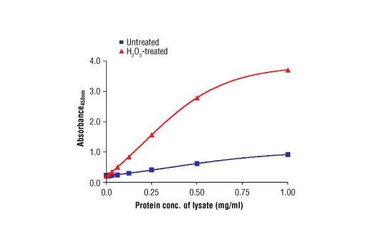Figure 1. The relationship between the protein concentration of lysates from untreated and H 2 O 2 -treated C2C12 cells and the absorbance at 450 nm using the PathScan ® Phospho-AMPKα (Thr172) Sandwich ELISA Antibody Pair #7955 is shown.