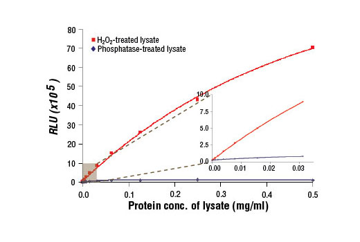 Figure 1: Relationship between protein concentration of lysates from phosphatase-treated and H 2 O 2 -treated C2C12 cells and immediate light generation with chemiluminescent substrate is shown. C2C12 cells (80-90% confluent) were treated with H 2 O 2 (10 mM, 10 min, 37ºC). Graph inset corresponding to the shaded area shows high sensitivity and a linear response at the low protein concentration range.