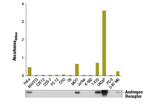 Figure 1. Androgen receptor protein from human (HeLa, MCF7, T-47D, LNCaP, or U-87 MG) cells was detected using PathScan ® Total Androgen Receptor Sandwich ELISA Kit. However, this kit has no detection in human (Jurkat, K-562, or PC-3), monkey (COS-7), hamster (CHO), mouse (NIH/3T3, C2C12), or rat (C6, PC-12) cells. The absorbance readings at 450 nm are shown in the top figure, while corresponding western blots using Androgen Receptor (D6F11) XP ® Rabbit mAb #5153 are shown in the bottom figure.