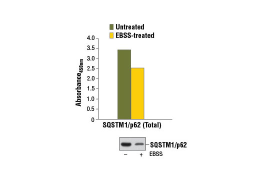 Figure 1. SQSTM1/p62 protein from SK-MEL-2 cells is detected using PathScan ® Total SQSTM1/p62 Sandwich ELISA Kit #7814. This kit detects lower levels of SQSTM1/p62 in SK-MEL-2 cells starved overnight in Earle's Balanced Salt Solution (EBSS). The absorbance readings at 450 nm are shown in the top figure, while the corresponding western blot using SQSTM1/p62 (D5E2) Rabbit mAb #8025 is shown in the bottom figure.