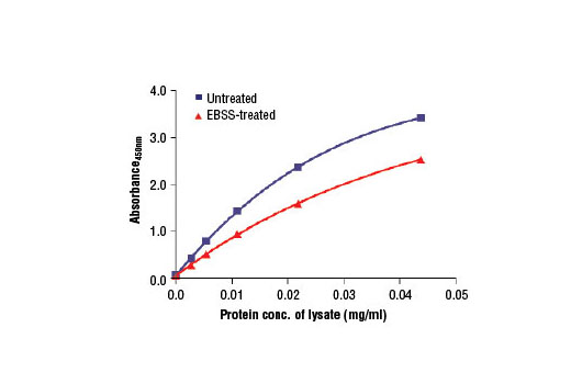 Figure 2. The relationship between protein concentration of lysates from unstarved and EBSS-starved SK-MEL-2 cells and the absorbance at 450 nm is shown. SK-MEL-2 cells (85% confluence) were starved overnight in EBSS at 37ºC and then lysed.